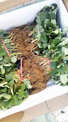 探尋優(yōu)質便宜草莓苗廠家 苗木選購與供應商指南