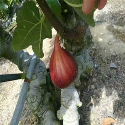 攀枝花綠抗一號無花果苗廠家——優(yōu)質苗木的生產與供應