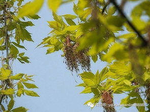 好苗不怕沒好價——論優質苗木的價值與市場潛力