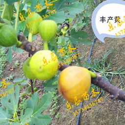 鄭州中農矮生無花果苗木產地介紹及產業發展前景