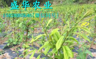1-3公分李子苗批發(fā)價格及廠家直銷優(yōu)勢解析