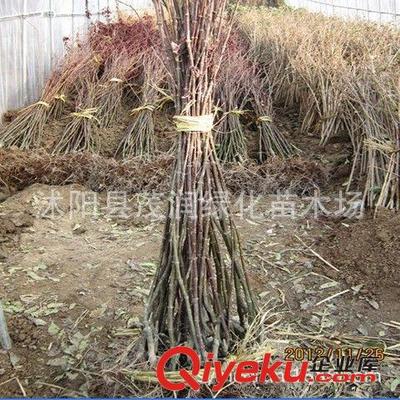 優(yōu)質2年生嫁接紅楓苗 打造庭院綠化的絕佳選擇