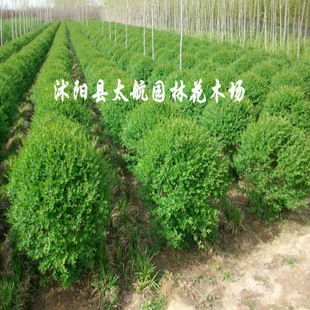 常年供應(yīng)優(yōu)質(zhì)小葉女貞球苗木，批發(fā)價(jià)廉物美，專業(yè)綠化指導(dǎo)