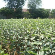 苗木質(zhì)優(yōu)價(jià)廉——批發(fā)與廠家直供的優(yōu)勢(shì)