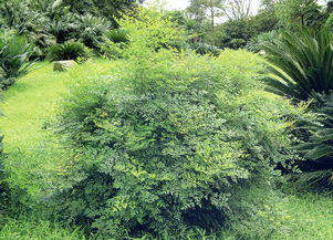 苗木信息查詢與人工智能應(yīng)用軟件開(kāi)發(fā)