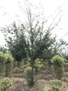 人工智能應(yīng)用軟件開(kāi)發(fā)賦能苗木產(chǎn)業(yè)